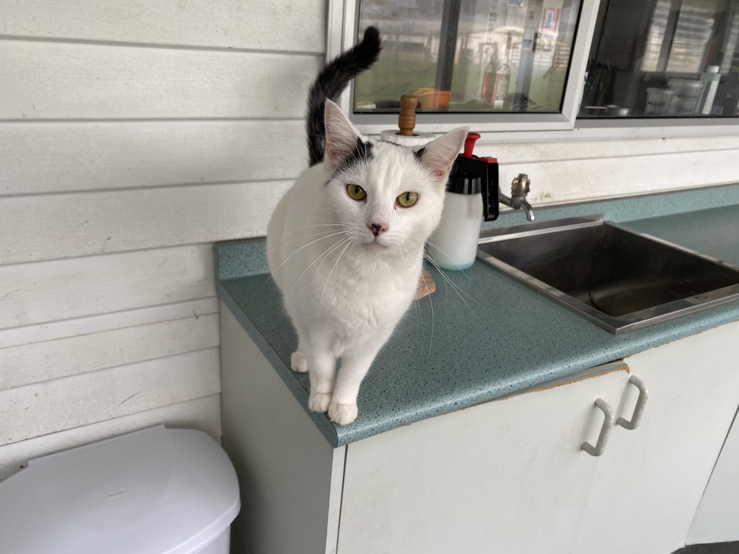 Cattery palmerston north