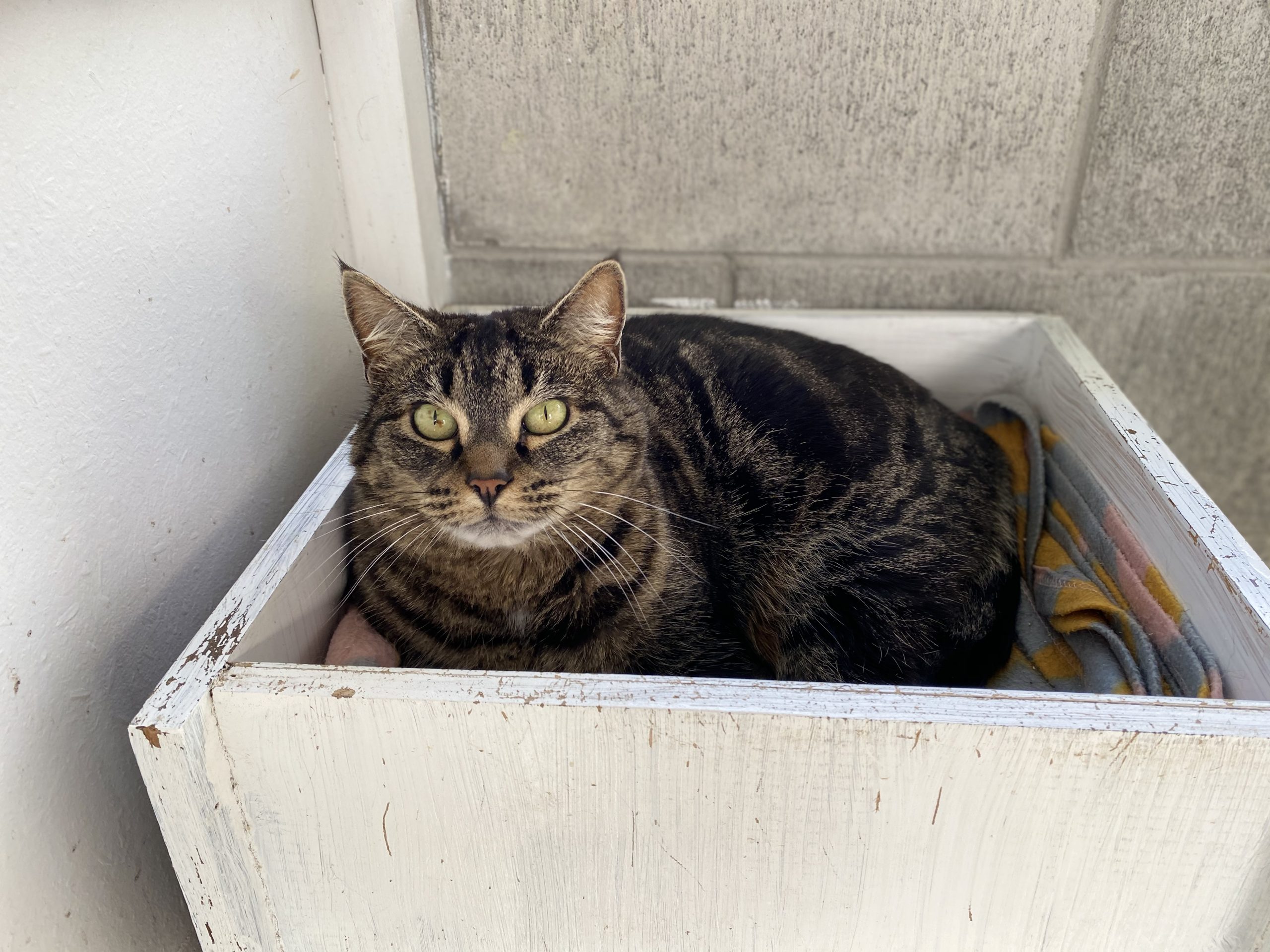 cattery palmerston north