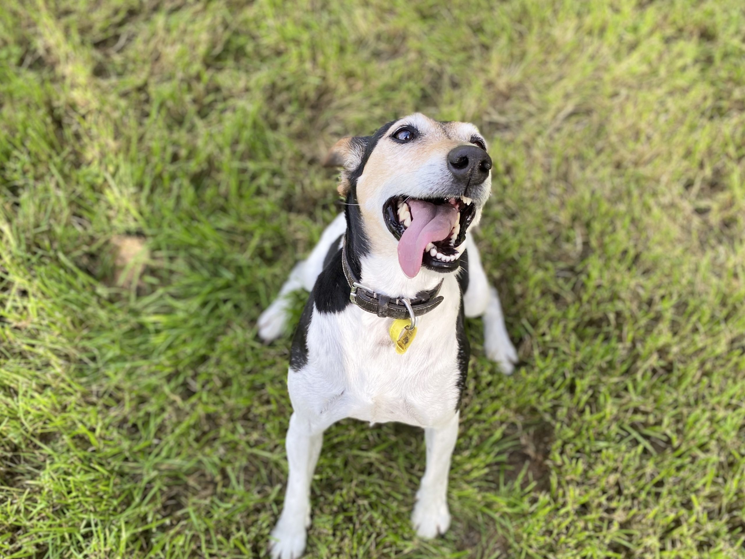 kennels palmerston north